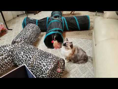 FOR ALL THE CAT & DOG LOVERS! THANK YOU FELINE RUFF 💘 SWEET DREAMS 💖