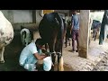 New Haryana Cow Meeting And Gill Crossing Bull Meeting Buffalo Meeting