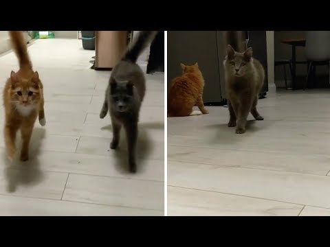 Wobbly Cat Syndrome Felines In Sync