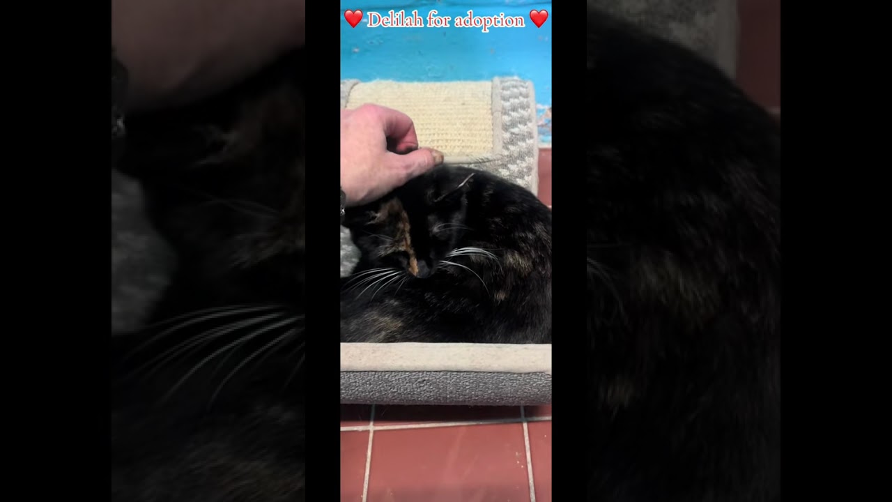 Delilah, a Adoptable Domestic Short Hair in Greenburgh, NY video 6/6