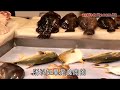 嘆蠔食魚　中毒變毛孩 ?