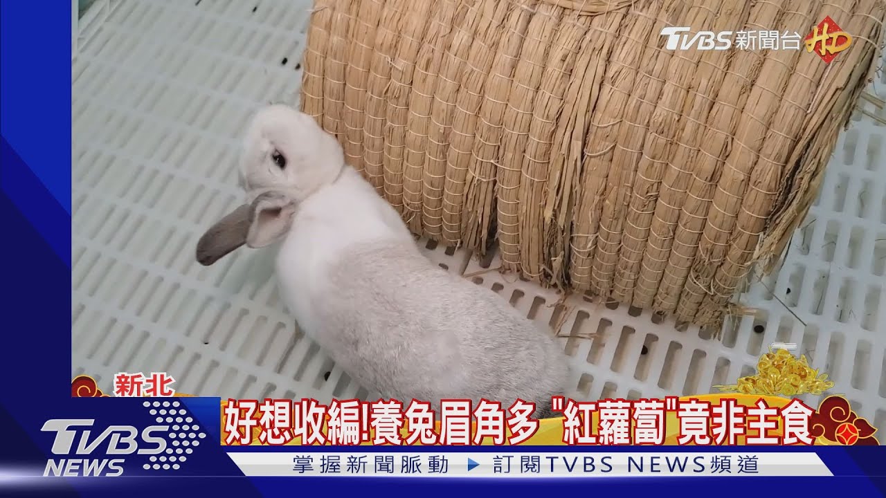 好想收編!養兔眉角多 「紅蘿蔔」竟非主食