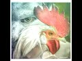 Aadukalam Valkai Oru Porkalam Song Whatsapp Status Song Video Whatsappstatus Whatsapp Whatsappvido