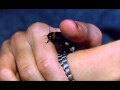Phenomena Theme MUSIC Medley (1985 ...