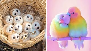 Smart And Funny Parrots Parrot Talking Videos Compilation (2023) - Cute Birds #44