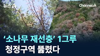 ‘소나무 재선충’ 1그루…청정구역 뚫렸다 / 채널A / 뉴스A