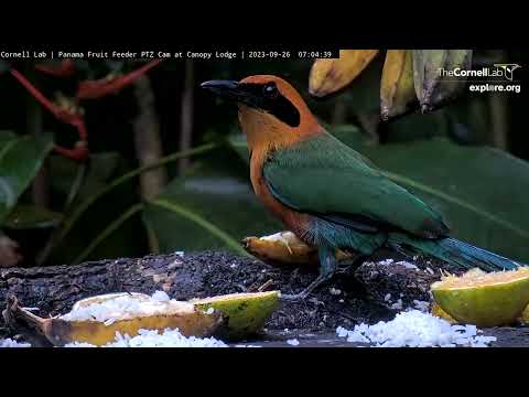 Rufous Motmot Scares Off Dusky-faced Tanager! | September 26, 2023