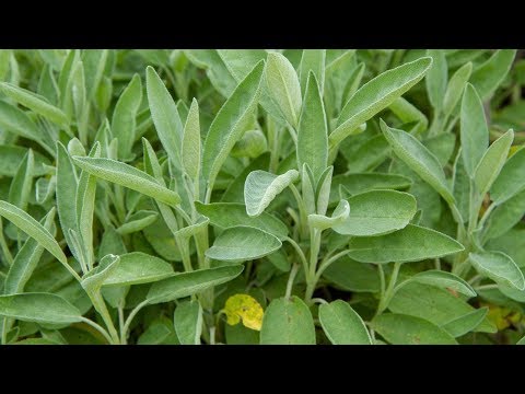 Kleine Kräuterkunde: Salbei & Thymian (mit Ruth Pfennighaus)