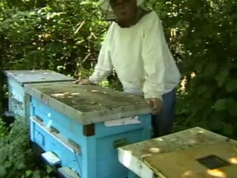 "PČELARSTVO ZA POČETNIKE"  Br.36  (Pološka)