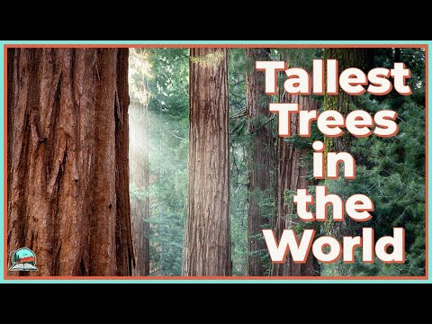 How California Redwoods Grow So Tall