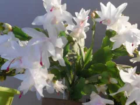 Constant Bloom video