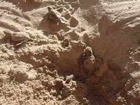 first steps after birth - just born baby sea turtles