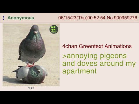 Anon is a victim of pigeons | 4chan Greentext Animations