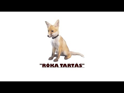 pap kenet átirat