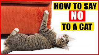How To Tell Your Cat Not to Do Something