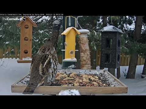 Ruffed Grouse Alights On Platform For Long Stay – Jan 16, 2017