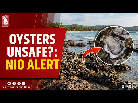 NIO Study Flags Cadmium Contamination In Goa Oysters, Raises Public Health Concerns