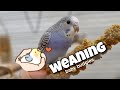 How to Get Baby Budgies to Eat on Their Own?