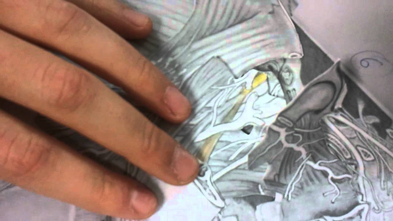 Práctica 2 Anatomía II: Belorcio