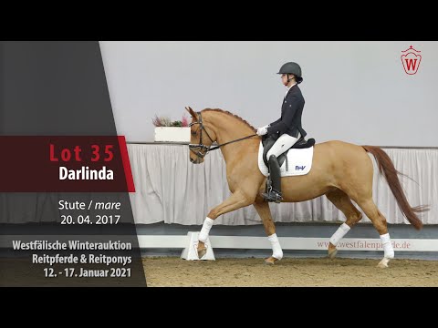 Winterauktion Reitpferde & Reitponys Lot 35 Darlinda Stute v. Duvalier -   Quotenkönig