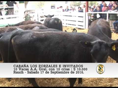 17-09-16 Venta de Vientres y Terneras - Cabaña Los Zorzales e Invitados - Rauch.
