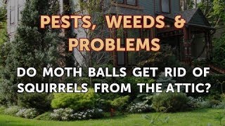 Do Moth Balls Get Rid of Squirrels From the Attic?