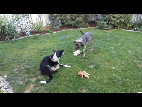 TISHA (w, schwarz) & MANNi (m)