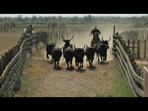The bulls of France's Camargue region • FRANCE 24 English