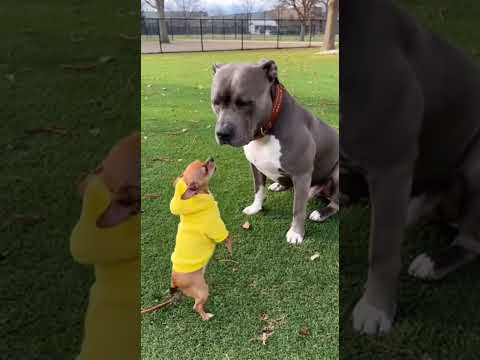 Big Dog Finally Responds #trending #viral #funny