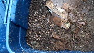 Worm composting...Old,dry,manures useless?No!