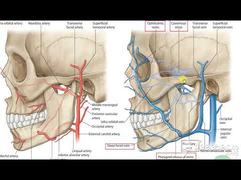 Pterygoid venous pluxes 2