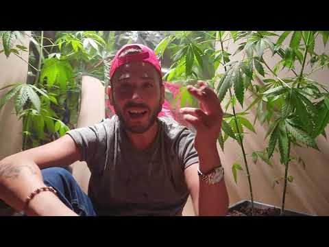 Puff Swoosh   E Stessi Cos