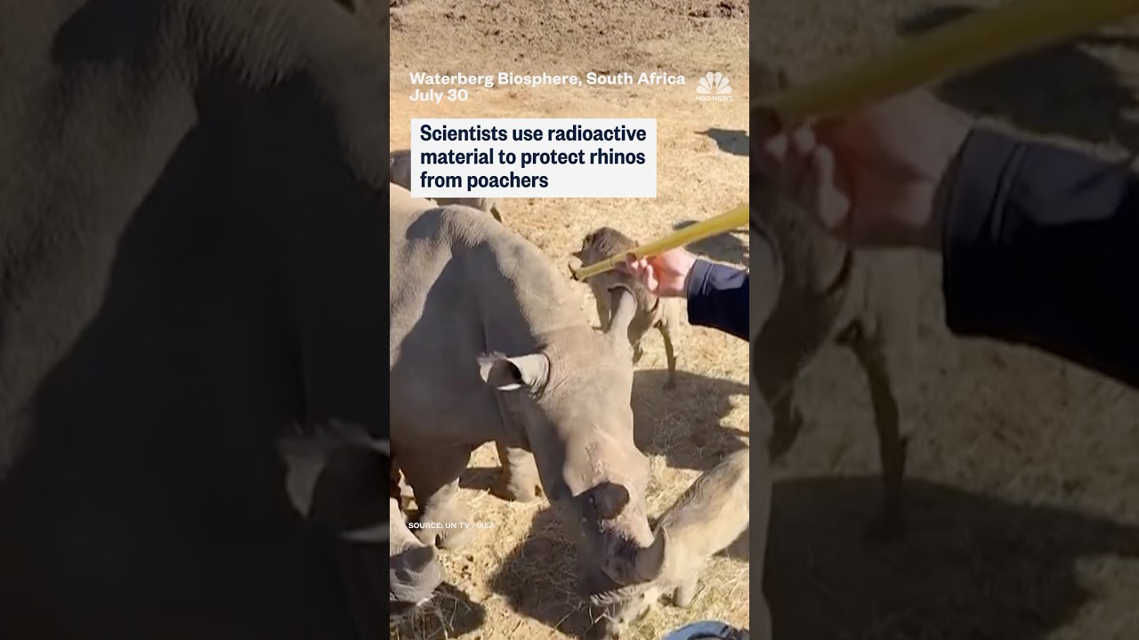 Radioactive material used to combat rhino poaching