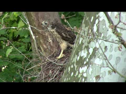 Fledgling Red Shouldered hawks about to fly (3 immatures)