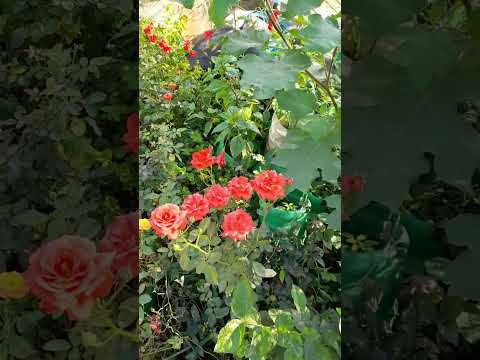 One rose plant  7 flowers at at a time # very happy foe the moment #youtube short#🌹🌹🌹🌹🌹