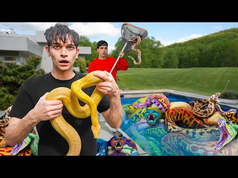 SNAKE PIT FOUND in our SWIMMING POOL!