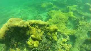 preview picture of video 'Surprisingly good snorkeling near Lauderdale By The Sea'