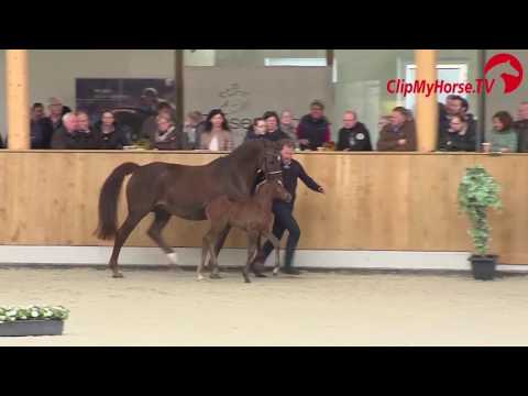 Sf v Coupe de Coeur Levisto Hengstschau 2017