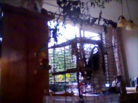 Loki sings with Marco Beasley 2