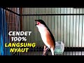 PANCINGAN CENDET SUSAH BUNYI BAKALAN LANGSUNG NYAUT DAN IKUT GACOR DENGAN SUARA CENDET GACOR INI ️