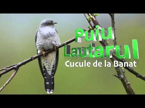 Mama Cucule de la Banat - Puiu Lautarul, Mai tare ca Florin Salam