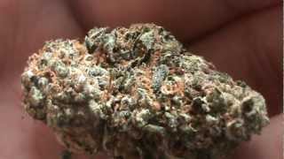 24 Grams Of Og Rascal (Closer Look) Weed Smokers only!