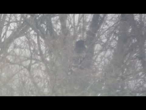 Greater Spotted Eagle, Lekkerkerk, 20-02-2018