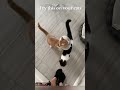 Cute Cats Funny Cats Talking Episode 3869