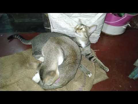 THE SOUND OF CAT'S NOSE 🙊 😸| ourmusing | VID_20210923_004602.mp4