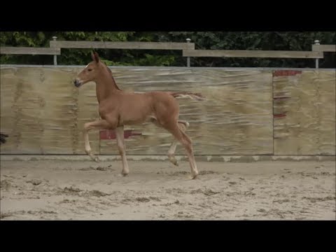 *2019 Stute von Maracana - Christ SOLD!!!