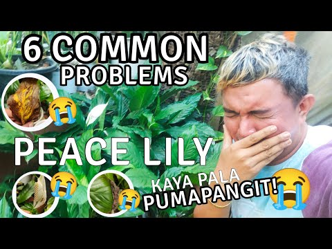 , title : '6 COMMON PROBLEMS IN GROWING PEACE LILY PLANTS & EFFECTIVE SOLUTIONS'