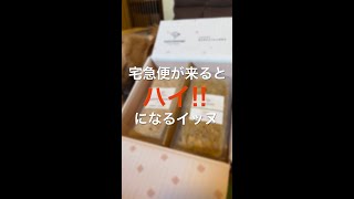 宅急便が来るとハイになるイッヌ！ #shorts #ココグルメ #dachshund