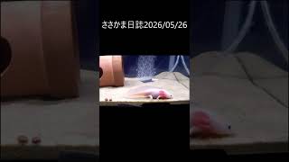 ささかま日誌20260526 #ウーパールーパー