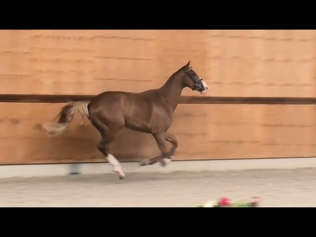 gaits